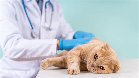 cat anus problems|Anal Sac Disease in Cats: Causes, Signs & Treatments (Vet .